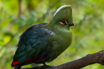 Knysna turaco also called Knysna loerie a colorful African musophagidae bird