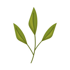 leaves of matcha
