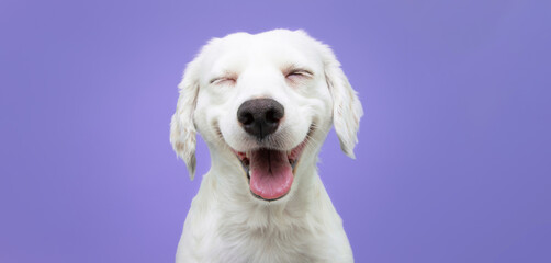 Happy puppy dog smiling on isolated purple background.