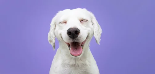 Fotobehang Happy puppy dog smiling on isolated purple background. © Sandra