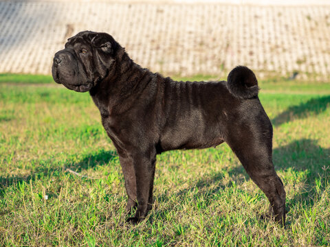 Portrait Shar Pei adult black  purebred dog on the grass