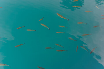 Many fishes visible in clear turquoise water in Plitvice Lakes National Park, Croatia