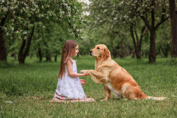 dog golden retriever gives a paw to a girl in a white dress and a straw hat in a blooming garden