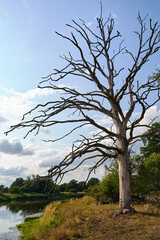 A dried up tree on the bank of the Warta river