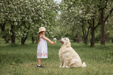 little girl in a dress and a straw hat gives flowers to a golden retriever dog in a blooming garden in May