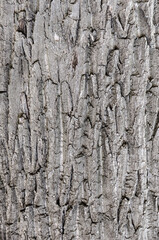dry tree bark texture background