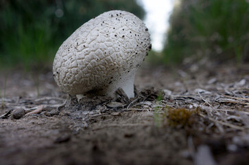 giant golf ball mushroom emerging from the ground