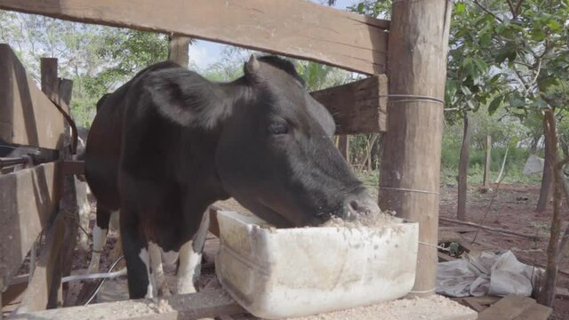 another cow eating in the wood, happy cow, vaca feliz, black cow, Paraguay