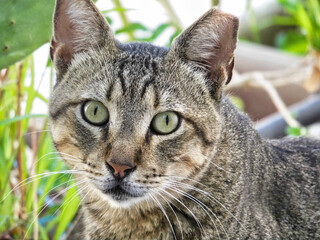 Katze, rodos, rhodos, griechenland,