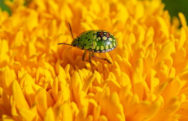 Close-up shot of a Southern green stink bug on beautiful yellow flowers under the sunlight