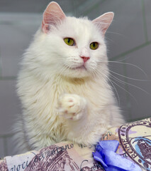 white cat at the animal shelter