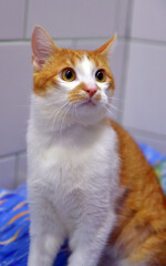 red and white cat at the animal shelter