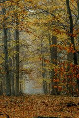autumn colorful forest in fog near the town of Pobiedziska in Wielkopolska, Poland © Jakub