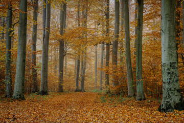 autumn colorful forest in fog near the town of Pobiedziska in Wielkopolska, Poland © Jakub