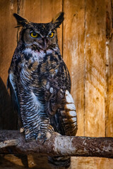 Great Horned Owl #1