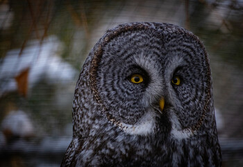 Great Grey Owl #2