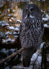 Great Grey Owl #1
