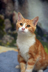 cute red with white young cat