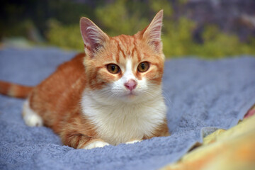 cute red with white young cat