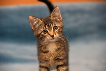 Obraz premium little cute striped brown playful kitten