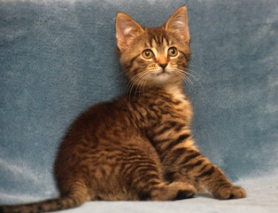 Fototapeta na wymiar little cute striped brown playful kitten