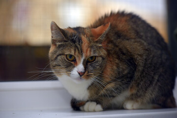 cat sitting on the windowsill