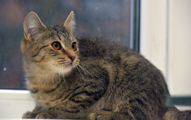 tabby kitten on a light background