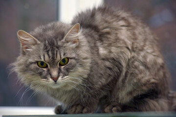 Fototapeta na wymiar fluffy gray cat with green eyes