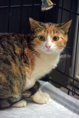 scared cat in a cage in an animal shelter