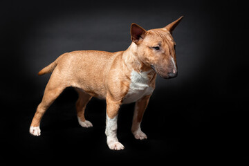 Female dog of miniature bull terrier of red color standing isolated on black background