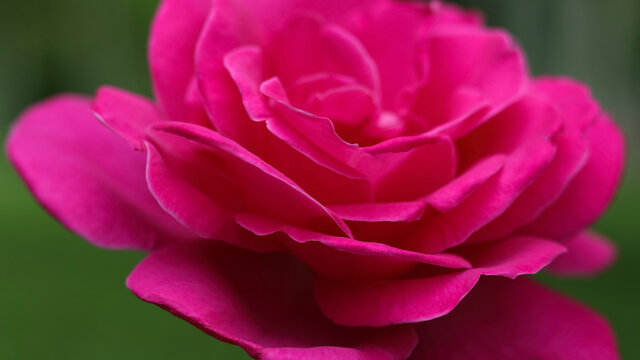 Big lush beautiful pink rose close up on a green background .Pink roses.Floral background. Rose in the garden.Incredible flower. Horizontal photo. Soft focus.Flower petals. Beautiful background 