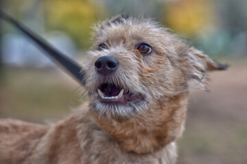 brown dog mestizo terrier at animal shelter