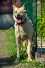 beige mongrel dog on a leash against a background of greenery in summer