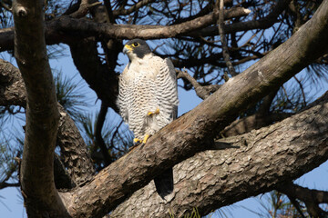 Obraz premium 松の枝にとまるハヤブサ