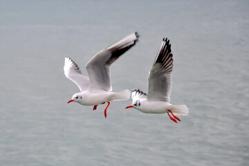 Fototapeta na wymiar Seagulls flying in blue sky. Flock of seagulls in sky