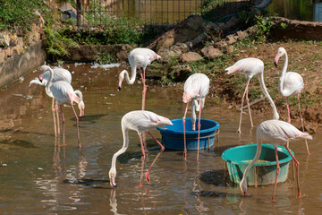 Beautiful White and Pink Flamingo bird in nature