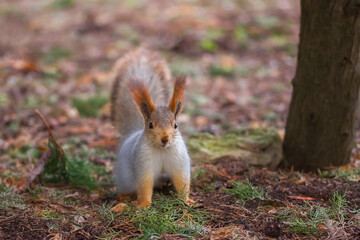 A very cute fluffy squirrel in the park. Feeding animals, the concept of animal care