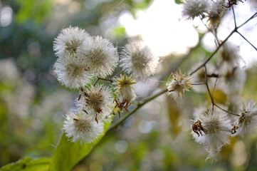 Flores Blancas de un arbol de la selva tucumana