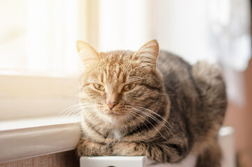 The tabby cat lies on the battery. The cat lies on a warm radiator.