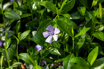 Bright blue periwinkle (Vinca major) flowers on green leaves background in the garden in spring season close up.