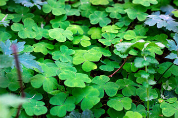 Green wild common wood-sorrel (Oxalis acetosella) as a background in the forest.