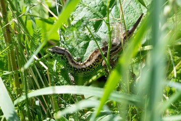 Gecko lizard on the grass garden