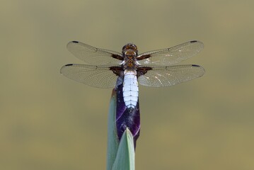Dragonfly on a branch detail macro