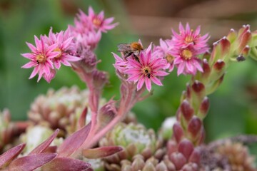 Houseleek leek flower plant blossom detail