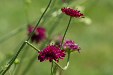Red pink flower in the field