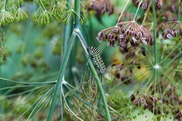 Butterfly caterpillar parasite on dill plant flower detail