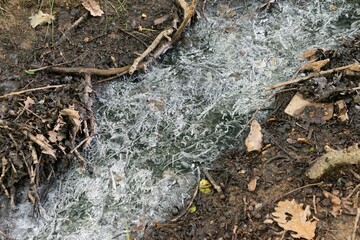 Polluted toxic stream water brook