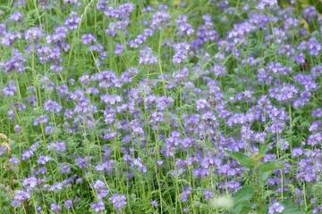 Obraz premium Field of purple lavender flowers detail