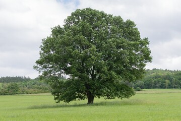 Solitary oak field meadow forest