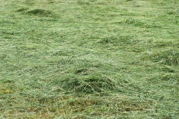 Freshly scythe cut crop mown hand handmade organic heap green grass texture